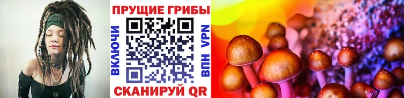 Купить  Дзержинский  Галлюциногенные грибы Psilocybine cubensis 